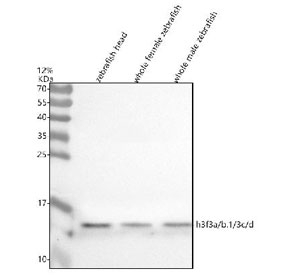 Zebrafish Histone H3 Antibody WB. Western blot analysis of Histone H3 protein using Zebrafish Histone H3 antibody and 1) zebrafish head, 2) whole female zebrafish and 3) whole male zebrafish tissue lysate. Predicted molecular weight ~15 kDa.