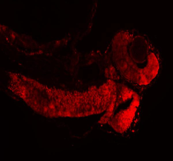 Zebrafish Histone H3 Antibody Embryo IF. Immunofluorescent analysis of Histone H3 protein using Zebrafish Histone H3 antibody (red) and zebrafish embryo tissue. HIER: boil tissue sections in pH8 EDTA for 20 min and allow to cool before testing.