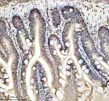 Zebrafish Histone H3 Antibody Colon IHC. Immunohistochemistry staining of FFPE zebrafish colon tissue with Zebrafish Histone H3 antibody. HIER: boil tissue sections in pH8 EDTA for 20 min and allow to cool before testing.