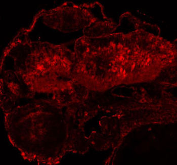 Zebrafish Dhx9 Antibody Embryo IF. Immunofluorescent staining of FFPE zebrafish embryo tissue with Dhx9 antibody (red). HIER: steam section in pH8 EDTA buffer for 20 min.