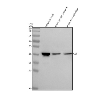 Zebrafish Cbs Antibody WB. Western blot analysis of Cbs protein using Zebrafish Cbs antibody and 1) zebrafish head, 2) whole female zebrafish, 3) whole male zebrafish tissue lysate. Predicted molecular weight ~63 kDa.