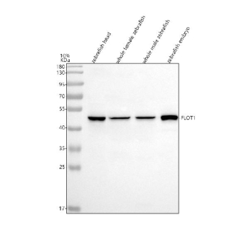 Zebrafish Flotillin Antibody WB. Western blot analysis of Flotillin/FLOT1a protein using Zebrafish Flotillin antibody and 1) zebrafish head, 2) whole female zebrafish, 3) whole male zebrafish and 4) zebrafish embryo tissue lysate. Predicted molecular weight ~47 kDa.