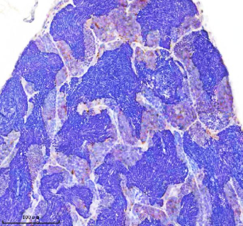 Zebrafish Flotillin Antibody Testis IHC. Immunohistochemistry staining of FFPE zebrafish testis tissue with Zebrafish Flotillin antibody, HRP secondary and DAB substrate. HIER: boil tissue sections in pH8 EDTA for 20 min and allow to cool before testing.