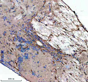 Zebrafish Lzic Antibody Spinal Cord IHC. Immunohistochemical analysis of Lzic protein using Zebrafish Lzic antibody and paraffin-embedded spinal cord tissue. HIER: boil tissue sections in pH8 EDTA for 20 min and allow to cool before testing.