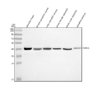 Zebrafish Parvin alpha Antibody WB. Western blot analysis of Alpha Parvin/Actopaxin/PARVA protein using Zebrafish Parvin alpha antibody and 1) zebrafish head, 2) female zebrafish viscera, 3) male zebrafish viscera, 4) whole female zebrafish, 5) whole male zebrafish and 6) zebrafish embryo tissue lysate. Predicted molecular weight ~42 kDa.
