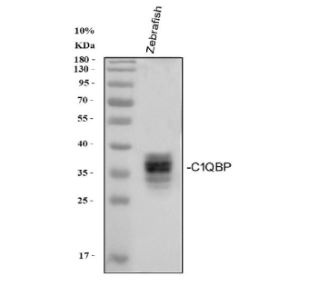 Zebrafish C1qbp Antibody WB. Western blot analysis of Zebrafish C1qbp protein using Zebrafish C1qbp antibody and whole zebrafish tissue lysate. Predicted molecular weight ~30 kDa.