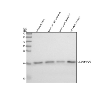 Zebrafish Gabarap Antibody WB. Western blot analysis of Gabarapa/b protein using Zebrafish Gabarap antibody and 1) zebrafish head, 2) whole female zebrafish, 3) whole male zebrafish and 4) zebrafish embryo tissue lysate. Predicted molecular weight: 14-16 kDa.