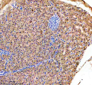 Zebrafish Gabarap Antibody Liver IHC. Immunohistochemistry staining of FFPE zebrafish liver tissue with Zebrafish Gabarap antibody. HIER: boil tissue sections in pH8 EDTA for 20 min and allow to cool before testing.