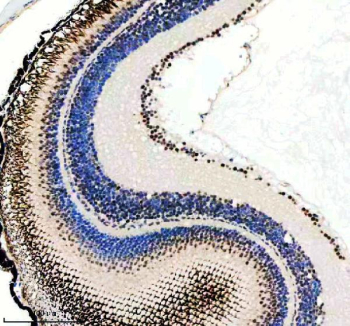 Zebrafish Luc7l3 Antibody Eye IHC. Immunohistochemical analysis of Luc7-like protein 3 using Zebrafish Luc7l3 antibody and paraffin-embedded zebrafish eye tissue. HIER: boil tissue sections in pH8 EDTA for 20 min and allow to cool before testing.