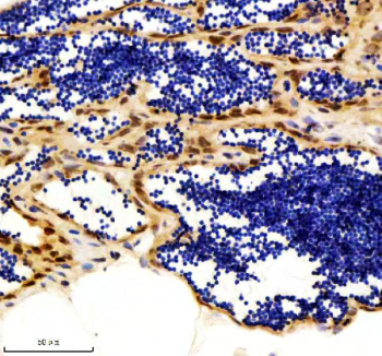 Zebrafish Luc7l3 Antibody Testis IHC. Immunohistochemical analysis of Luc7-like protein 3 using Zebrafish Luc7l3 antibody and paraffin-embedded zebrafish testis tissue. HIER: boil tissue sections in pH8 EDTA for 20 min and allow to cool before testing.