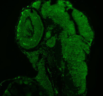 Zebrafish Luc7l3 Antibody Embryo IF. Immunofluorescent staining of FFPE zebrafish embryo tissue with Zebrafish Luc7l3 antibody (green). HIER: steam section in pH8 EDTA buffer for 20 min.