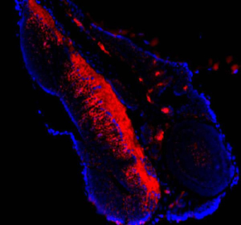 Zebrafish Atp5mc Antibody Embryo IF. Immunofluorescent staining of FFPE zebrafish embryo tissue with Zebrafish Atp5mc antibody (red) and DAPI nuclear stain (blue). HIER: steam section in pH8 EDTA buffer for 20 min.