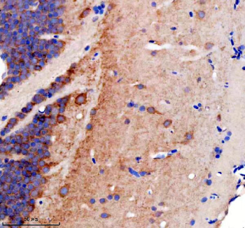 Zebrafish Gephyrin Antibody Brain IHC. Immunohistochemical analysis of GPHNa/b protein using Zebrafish Gephyrin antibody and paraffin-embedded zebrafish brain tissue. HIER: boil tissue sections in pH8 EDTA for 20 min and allow to cool before testing.