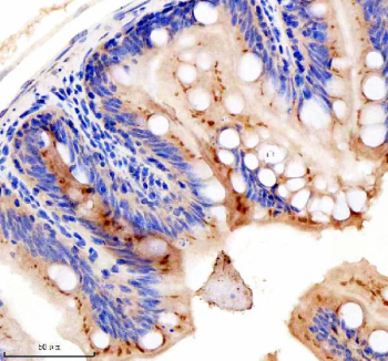 Zebrafish Gephyrin Antibody Colon IHC. Immunohistochemical analysis of GPHNa/b protein using Zebrafish Gephyrin antibody and paraffin-embedded zebrafish colon tissue. HIER: boil tissue sections in pH8 EDTA for 20 min and allow to cool before testing.