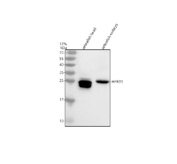 Zebrafish Hprt1 Antibody WB. Western blot analysis of HPRT1 protein using Zebrafish Hprt1 antibody and zebrafish 1) head and 2) embryo tissue lysate. Predicted molecular weight ~25 kDa.