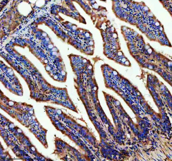 Zebrafish Abce1 Antibody Colon IHC. Immunohistochemistry staining of FFPE zebrafish colon tissue with Zebrafish Abce1 antibody. HIER: boil tissue sections in pH8 EDTA for 20 min and allow to cool before testing.