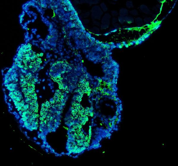 Zebrafish Nova1 Antibody Embryo IF. Immunofluorescent staining of FFPE zebrafish embryo tissue with Zebrafish Nova1 antibody (green) and DAPI nuclear stain (blue). HIER: steam section in pH8 EDTA buffer for 20 min.