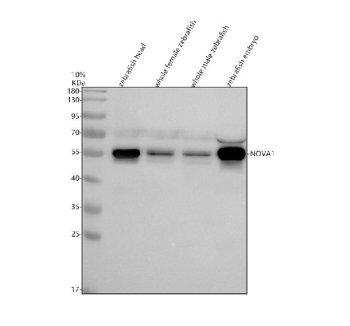 Zebrafish Nova1 Antibody WB. Western blot analysis of Nova1 protein using Zebrafish Nova1 antibody and 1) zebrafish head, 2) whole female zebrafish, 3) whole male zebrafish and 4) zebrafish embryo tissue lysate. Predicted molecular weight ~52 kDa.