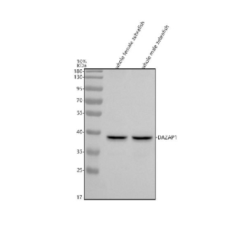 Zebrafish Dazap1 Antibody WB. Western blot analysis of Dazap1 protein using Zebrafish Dazap1 antibody and 1) whole female zebrafish tissue lysate and 2) whole male zebrafish tissue lysate. Predicted molecular weight ~41 kDa.