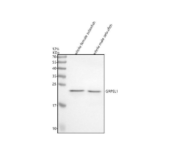Zebrafish Grpel1 Antibody WB/ Western blot analysis of Grpel1 protein using Zebrafish Grpel1 antibody and 1) whole female zebrafish tissue lysate and 2) whole male zebrafish tissue lysate. Predicted molecular weight ~24 kDa.