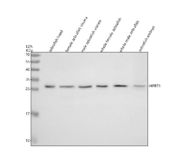 Hprt1 Antibody WB. Western blot analysis of HPRT1 protein using Zebrafish Hypoxanthine phosphoribosyltransferase antibody and 1) zebrafish head, 2) female zebrafish viscera, 3) male zebrafish viscera, 4) whole female zebrafish, 5) whole male zebrafish and 6) zebrafish embryo tissue lysate. Predicted molecular weight ~25 kDa.