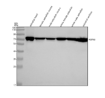 Zebrafish Hsc70 Antibody. Western blot analysis of Hsc70 protein using Hsc70/HSPA8 antibody and 1) zebrafish head, 2) female zebrafish viscera, 3) male zebrafish viscera, 4) whole female zebrafish, 5) whole male zebrafish and 6) zebrafish embryo tissue lysate. Predicted molecular weight ~71 kDa.