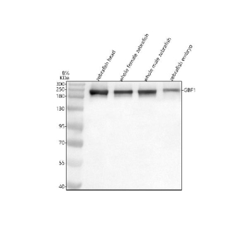 Zebrafish Gbf1 Antibody WB. Western blot analysis of Gbf1 protein using Zebrafish Gbf1 antibody and 1) zebrafish head, 2) whole female zebrafish, 3) whole male zebrafish and 4) zebrafish embryo tissue lysate. Predicted molecular weight ~208 kDa.
