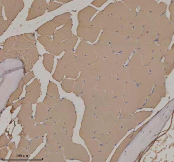 Zebrafish Actba Antibody Skeletal Muscle IHC. Immunohistochemistry staining of FFPE zebrafish skeletal muscle tissue with Zebrafish Actba antibody. HIER: boil tissue sections in pH8 EDTA for 20 min and allow to cool before testing.