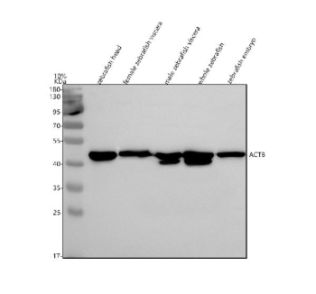 Zebrafish Actba Antibody WB. Western blot analysis of Beta Actin/Actba protein using Zebrafish Actba antibody and 1) zebrafish head, 2) female zebrafish viscera, 3) male zebrafish viscera and 4) whole zebrafish and 5) zebrafish embryo tissue lysate. Predicted molecular weight ~42 kDa.