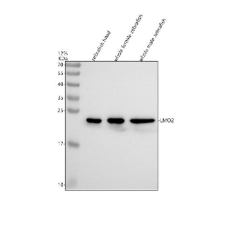 Zebrafish Lmo2 Antibody Tissue WB. Western blot analysis of LIM domain only 2 Lmo2, also known as Rhombotin 2, in Danio rerio tissue lysates using Zebrafish Lmo2 antibody. Lane 1: zebrafish head lysate, Lane 2: whole female zebrafish lysate, Lane 3: whole male zebrafish lysate. A band is detected at approximately 18 kDa, consistent with the predicted molecular weight of Lmo2, supporting its function as a Rhombotin 2 transcription factor involved in hematopoietic and vascular gene regulation.