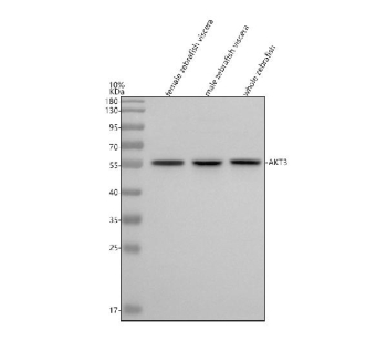 Zebrafish Akt3 Antibody WB. Western blot analysis of Akt3 protein using Zebrafish Akt3 antibody and 1) female zebrafish viscera, 2) male zebrafish viscera and 3) whole zebrafish tissue lysate. Predicted molecular weight ~56 kDa.