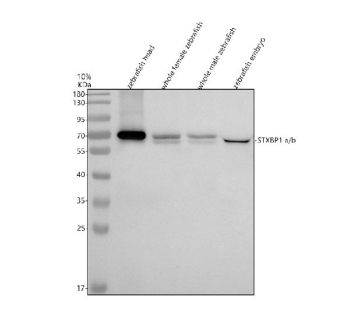 Zebrafish Stxbp1 Antibody WB. Western blot analysis of Stxbp1a/b protein using Zebrafish Stxbp1 antibody and 1) zebrafish head, 2) whole female zebrafish, 3) whole male zebrafish and 4) zebrafish embryo tissue lysate. Predicted molecular weight ~69 kDa.