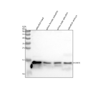 Zebrafish H2ax Antibody Immunoblot. Western blot analysis of Histone H2A.X/H2AFX protein using Zebrafish H2ax antibody and 1) zebrafish head, 2) whole female zebrafish, 3) whole male zebrafish and 4) zebrafish embryo tissue lysate. Predicted molecular weight ~15 kDa.