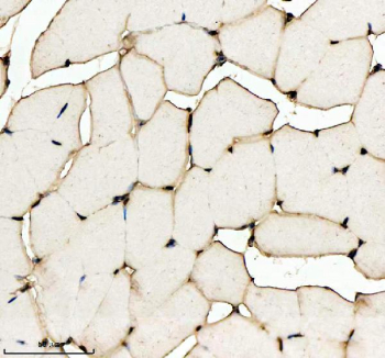Zebrafish H2ax Antibody Muscle IHC. Immunohistochemistry staining of FFPE zebrafish muscle tissue with Zebrafish H2ax antibody, HRP secondary and DAB substrate. HIER: boil tissue sections in pH8 EDTA for 20 min and allow to cool before testing.