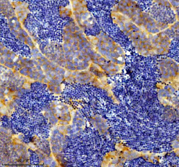 Zebrafish Eif3a Antibody Testis IHC. Immunohistochemistry staining of FFPE zebrafish testis tissue with Zebrafish Eif3a antibody, HRP secondary and DAB substrate. HIER: boil tissue sections in pH8 EDTA for 20 min and allow to cool before testing.