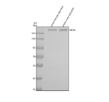 Zebrafish Eif3a Antibody WB. Western blot analysis of Eif3a protein using Zebrafish Eif3a antibody and 1) whole female zebrafish and 2) whole male zebrafish tissue lysate. Predicted molecular weight ~167 kDa.
