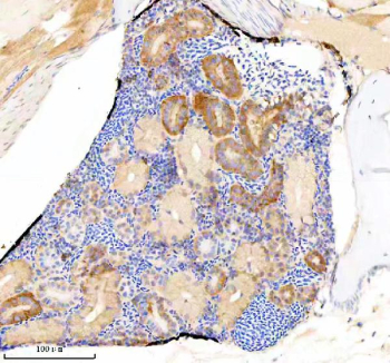 Zebrafish Eif3a Antibody Kidney IHC. Immunohistochemistry staining of FFPE zebrafish kidney tissue with Zebrafish Eif3a antibody, HRP secondary and DAB substrate. HIER: boil tissue sections in pH8 EDTA for 20 min and allow to cool before testing.