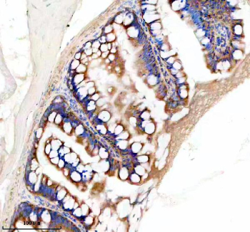 Zebrafish Eif3a Antibody Colon IHC. Immunohistochemistry staining of FFPE zebrafish colon tissue with Zebrafish Eif3a antibody, HRP secondary and DAB substrate. HIER: boil tissue sections in pH8 EDTA for 20 min and allow to cool before testing.