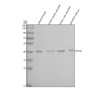 Zebrafish Gnaq Antibody WB. Western blot analysis of Gnaq protein using Zebrafish Gnaq antibody and 1) zebrafish head, 2) whole female zebrafish, 3) whole male zebrafish and 4) zebrafish embryo tissue lysate. Predicted molecular weight ~42 kDa.