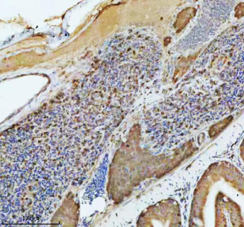 Zebrafish Atp6v1a Antibody Spleen IHC. Immunohistochemical analysis of Atp6v1a protein using Zebrafish Atp6v1a antibody and paraffin-embedded zebrafish spleen tissue. HIER: boil tissue sections in pH8 EDTA for 20 min and allow to cool before testing.