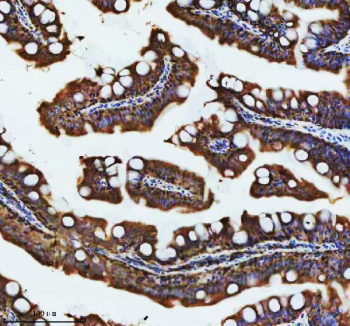 Zebrafish Atp6v1a Antibody Intestine IHC. Immunohistochemical analysis of Atp6v1a protein using Zebrafish Atp6v1a antibody and paraffin-embedded zebrafish intestinal tissue. HIER: boil tissue sections in pH8 EDTA for 20 min and allow to cool before testing.