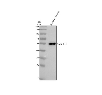 Zebrafish Smarce1 Antibody WB. Western blot analysis of Smarce1 protein using Smarce1 antibody and zebrafish embryo tissue lysate. Predicted molecular weight ~47 kDa, commonly observed at 47-57 kDa (human similarity).