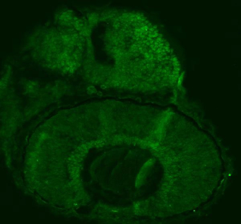 Zebrafish Fhl2 Antibody Embryo IF - Cytoplasmic Localization. Immunofluorescent staining of FFPE zebrafish embryo tissue with Zebrafish Fhl2 antibody (green). HIER: steam section in pH8 EDTA buffer for 20 min.