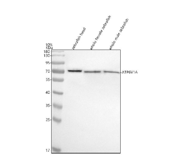 Zebrafish Atp6v1a Antibody Tissue WB Expression. Western blot analysis of Atp6v1a protein using Atp6v1a antibody and 1) zebrafish head, 2) whole female zebrafish and 3) whole male zebrafish tissue lysate. Predicted molecular weight ~68 kDa.