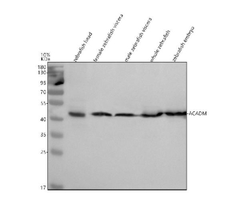 Zebrafish Mcad Antibody Tissue WB. Western blot analysis of Acadm/Mcad protein using Zebrafish Mcad  antibody and 1) zebrafish head, 2) female zebrafish viscera, 3) male zebrafish viscera, 4) whole zebrafish and 5) zebrafish embryo tissue lysate. Predicted molecular weight ~46 kDa.