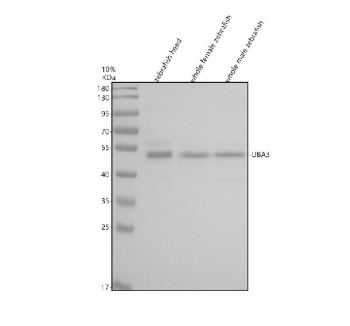 Zebrafish Uba3 Antibody Tissue WB. Western blot analysis of Uba3 protein using Zebrafish Uba3 antibody and 1) zebrafish head, 2) whole female zebrafish and 3) whole male zebrafish tissue lysate. Predicted molecular weight ~52 kDa.