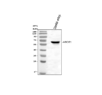 Zebrafish ATP binding cassette E1 / Abce1 Antibody Tissue WB. Western blot analysis of Zebrafish ATP binding cassette E1 protein using Zebrafish ATP binding cassette E1 antibody and zebrafish embryo tissue lysate. Predicted molecular weight ~67 kDa.