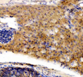 Zebrafish Dnaja2 Antibody Pancreas Tissue IHC. Immunohistochemical analysis of DNAJA2a/b protein using DNAJA2 antibody and paraffin-embedded zebrafish pancreas tissue. HIER: boil tissue sections in pH8 EDTA for 20 min and allow to cool before testing.