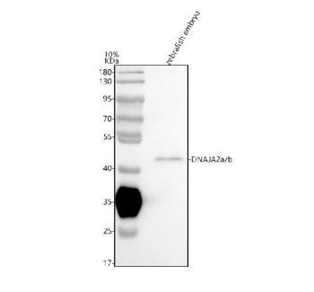 Zebrafish Dnaja2 Antibody Tissue WB. Western blot analysis of DNAJA2a/b protein using Zebrafish Dnaja2 antibody and zebrafish embryo tissue lysate. The predicted molecular weight of DNAJA2a/b is 46 kDa.