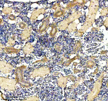 Zebrafish Dnaja2 Antibody Kidney Tissue IHC. Immunohistochemical analysis of DNAJA2a/b protein using Zebrafish Dnaja2 antibody and paraffin-embedded zebrafish kidney tissue. HIER: boil tissue sections in pH8 EDTA for 20 min and allow to cool before testing.
